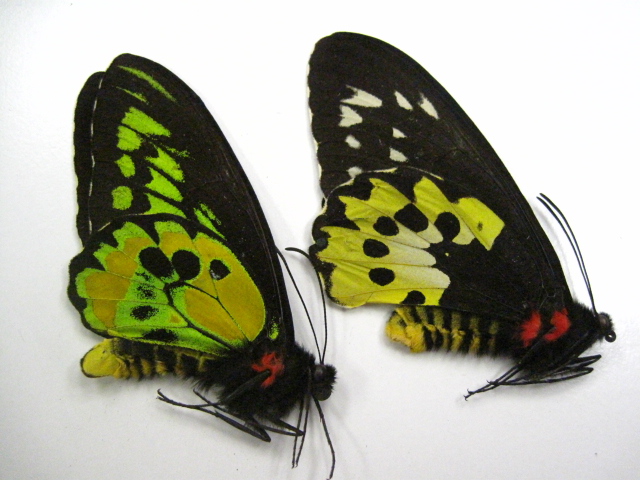 蝶の標本 トリバネチョウの王様(珍珍AA) 【公式通販】