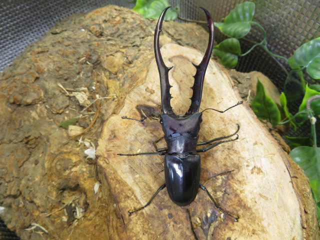 メタリフェルホソアカクワガタ♂89ミリブルータイプ・クワガタ販売