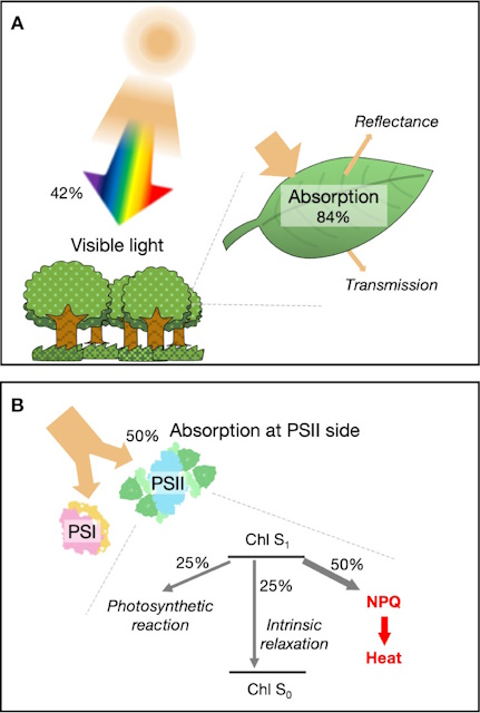 植物の排熱が地球や系外惑星に及ぼす影響 - アストロアーツ