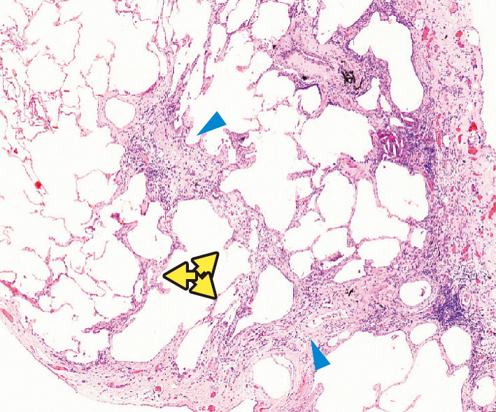 朝倉書店『内科学』（第12版）デジタル付録
