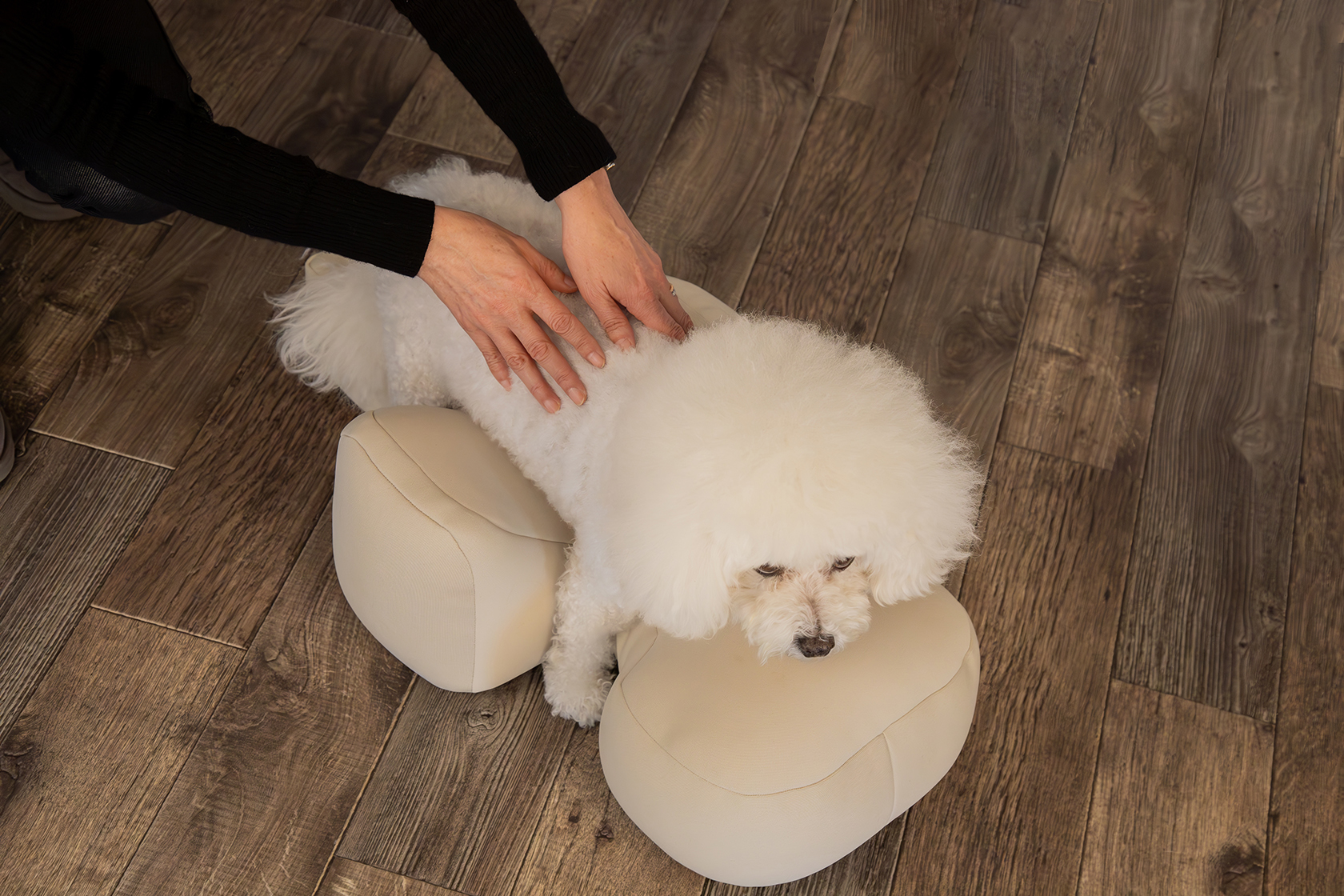 シニア犬や足腰が弱いワンちゃんの姿勢をサポート 「リラクッション