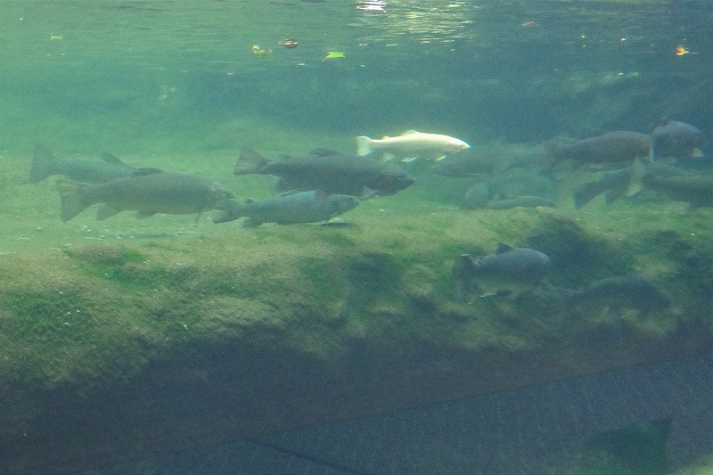 国営アルプスあづみの公園｜あづみのブログ