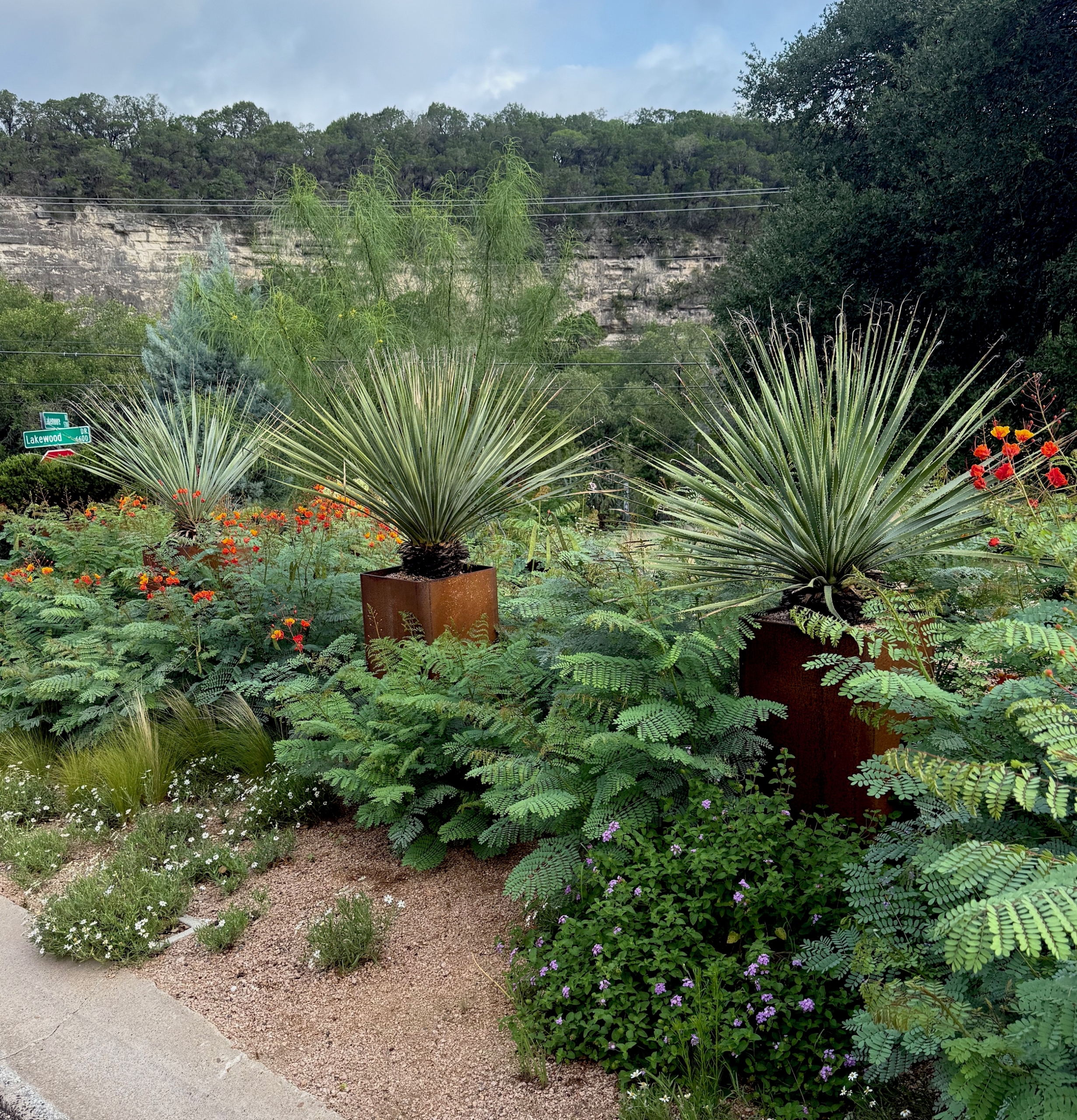 Landscape Design Archives - Desert Gardening 101