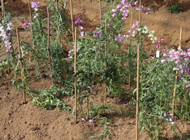 リナリア (Clovenlip toadflax)
