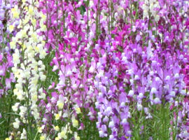 リナリア (Clovenlip toadflax)