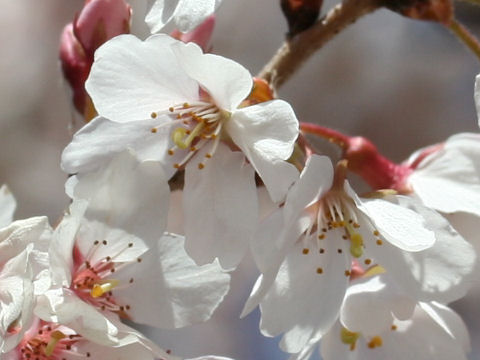 シキザクラ (Prunus x subhirtella cv. Semperflorens)