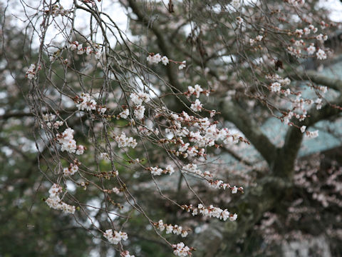 シキザクラ (Prunus x subhirtella cv. Semperflorens)