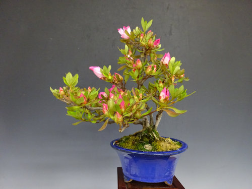 さつき (真如の月) 【 24 B ― 21 】 - 小品盆栽専門店 湘風園