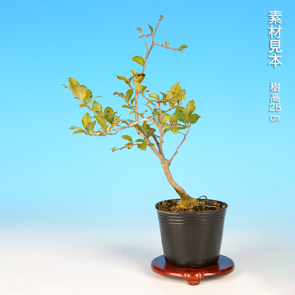 老爺柿（雄木） | 盆栽、盆栽書籍、盆栽鉢の通販│近代出版