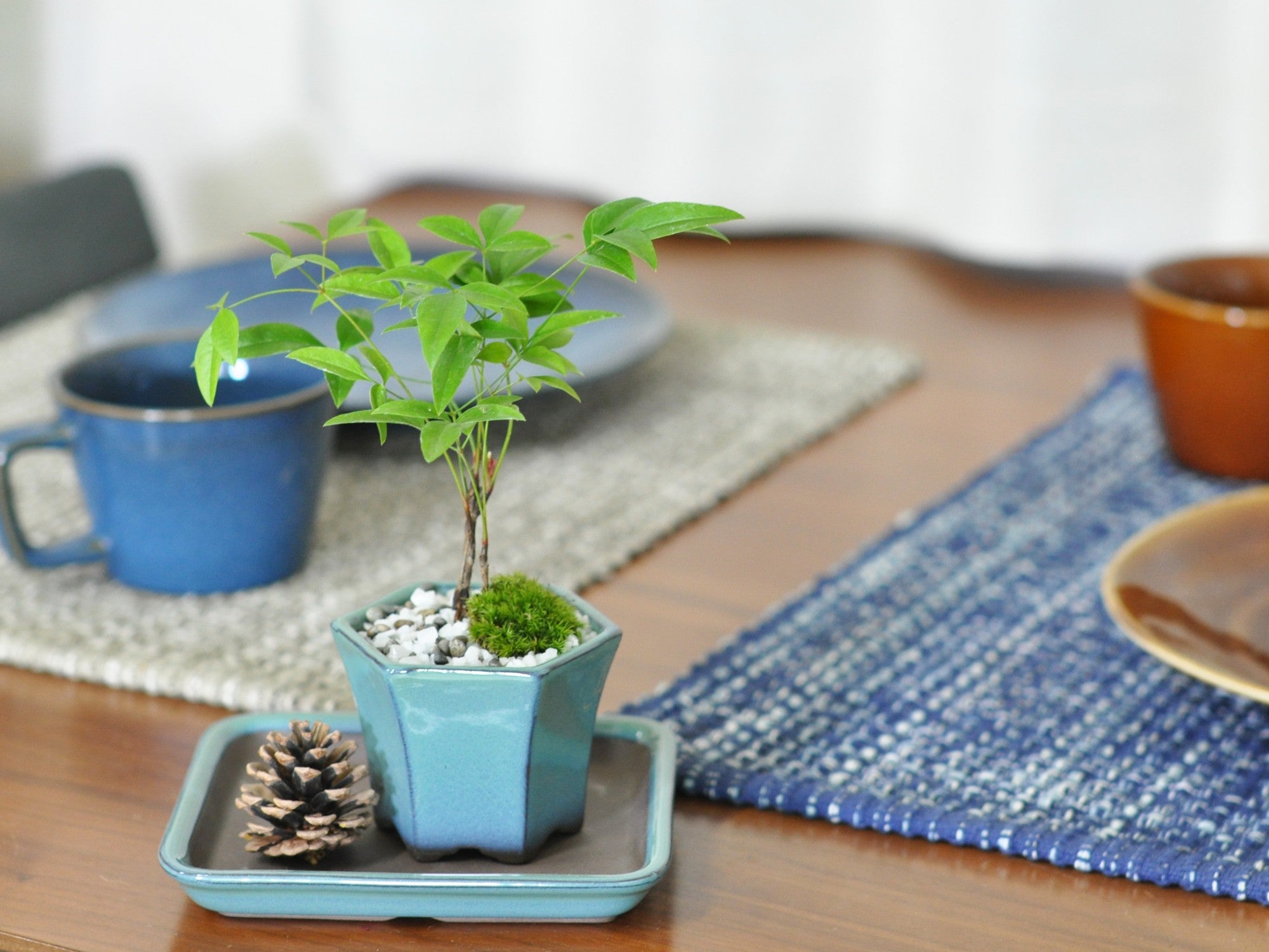 盆栽鉢 六角 黎鳳六角鉢 | 盆栽、盆栽書籍、盆栽鉢の通販│近代出版