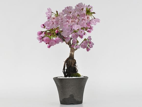 旭山桜シックな桜のモダン盆栽｜盆栽妙 – 盆栽妙 本店