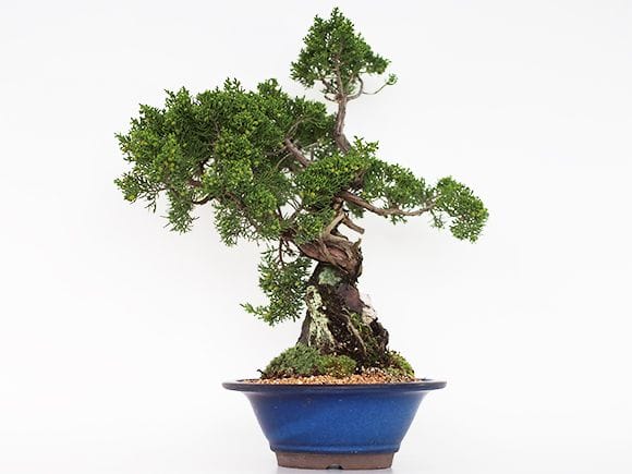 石付き真柏 |盆栽妙 – 盆栽妙 本店