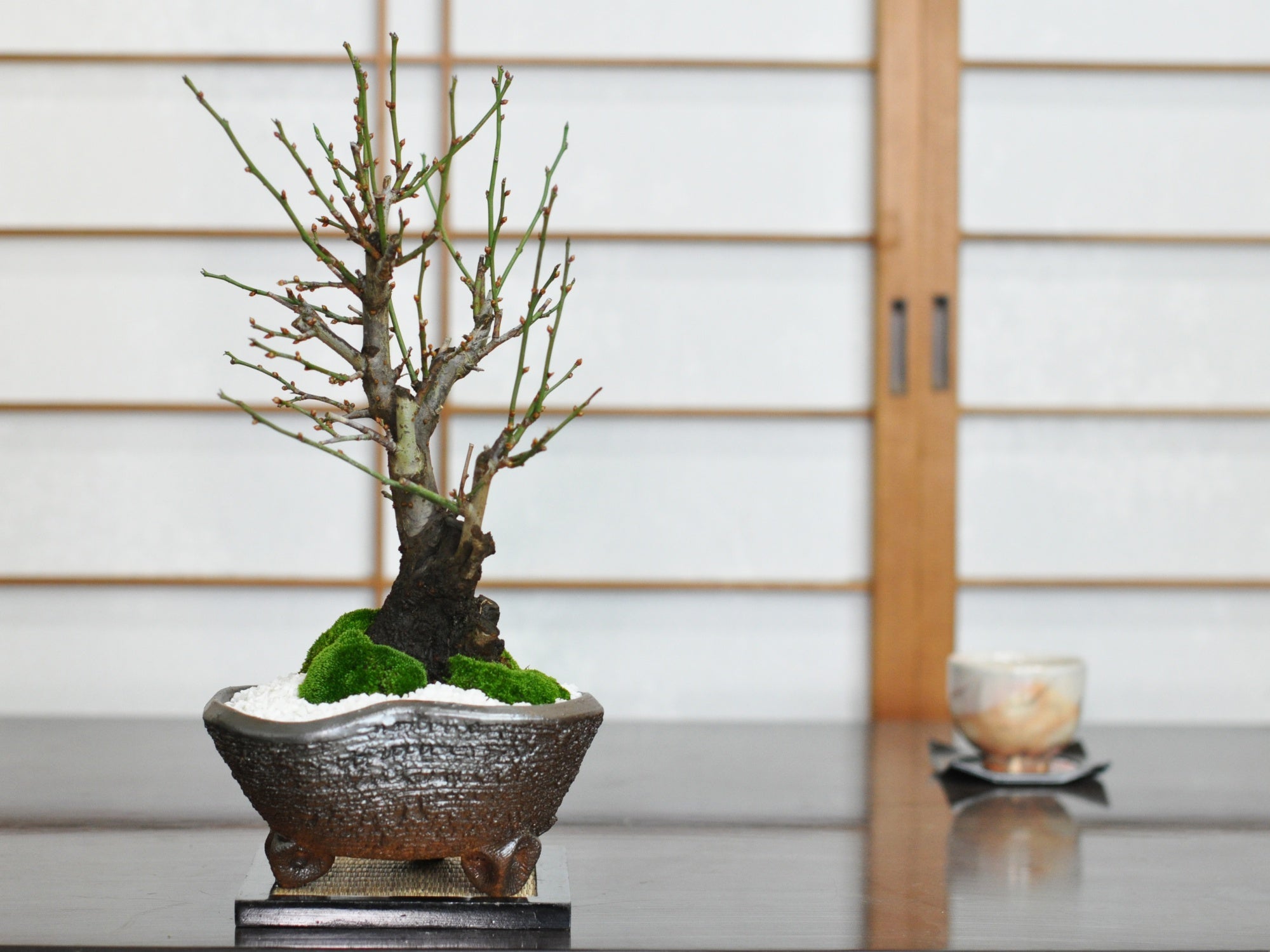 野梅(白一重) 梅[斜幹双幹木] 大品盆栽 タケシになり