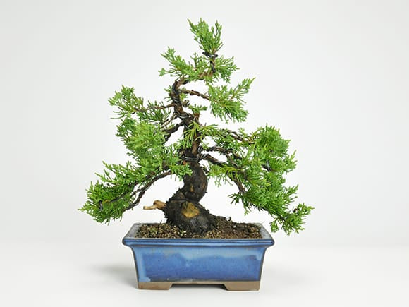 ジンシャリが見事な特選真柏の盆栽を販売｜入門は盆栽妙 – 盆栽妙 本店