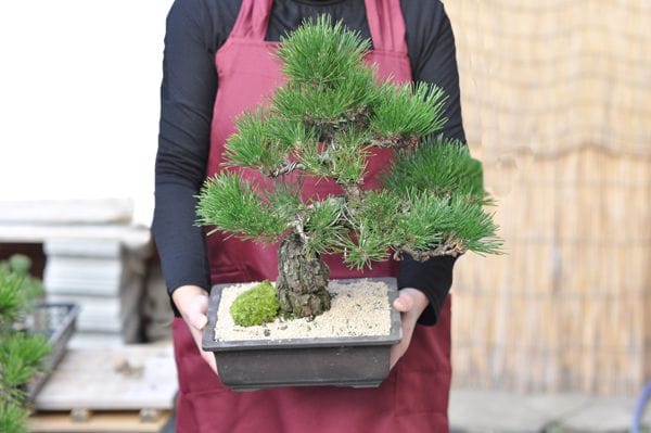 四国黒松の盆栽を販売｜入門は盆栽妙 – 盆栽妙 本店