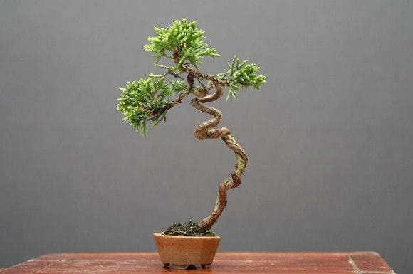 糸魚川真柏 豆盆栽 樹齢15年の一点物盆栽を販売｜盆栽妙 – 盆栽妙 本店