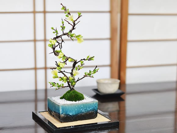 曲がり白長寿梅の盆栽を販売｜盆栽妙 – 盆栽妙 本店