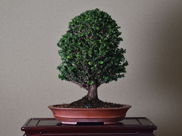 匠の盆栽】石化ヒノキ 1点もの No.255【平松浩二】の盆栽を販売｜盆栽