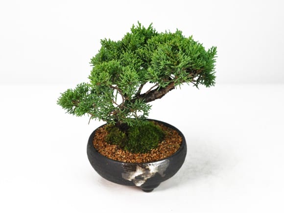 紀州真柏の盆栽を販売｜盆栽妙 – 盆栽妙 本店