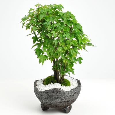 カエデ（楓）盆栽の販売｜盆栽妙 – 盆栽妙 本店