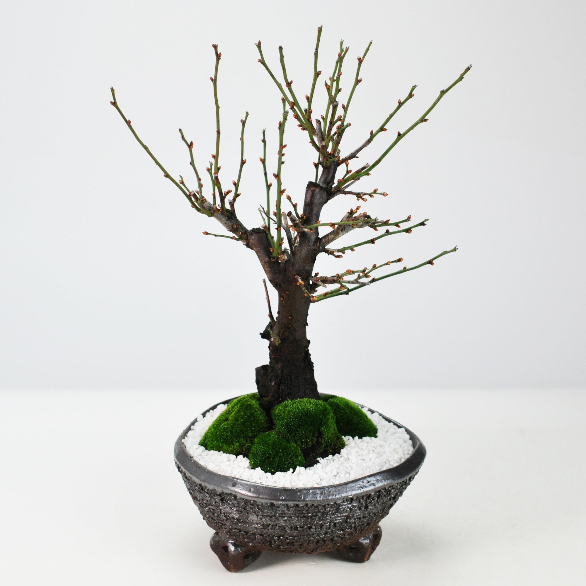 野梅(白一重) 梅[斜幹双幹木] 大品盆栽 タケシになります 野梅(白一重