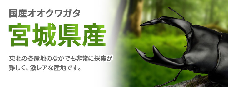 オオクワガタ宮城県産の販売・通販│ビートルファーム