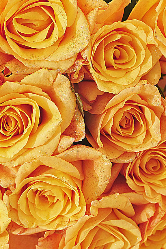 花束・ブーケ ゴールドラメ仕様（18金/K18）オレンジバラ12本 ｜ 祝い