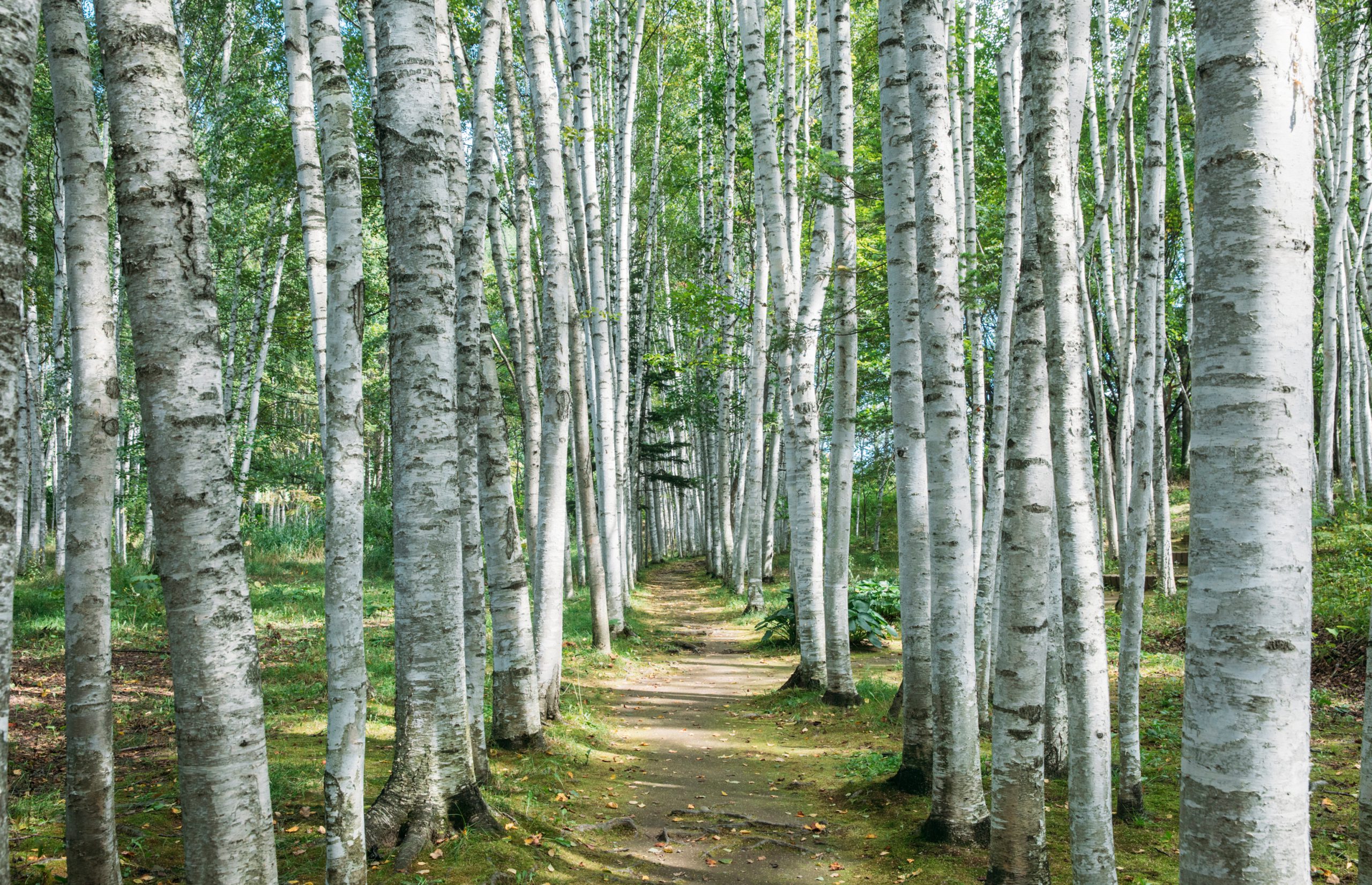 前田真三写真ギャラリー拓真館 :: 一般社団法人 美瑛町観光協会