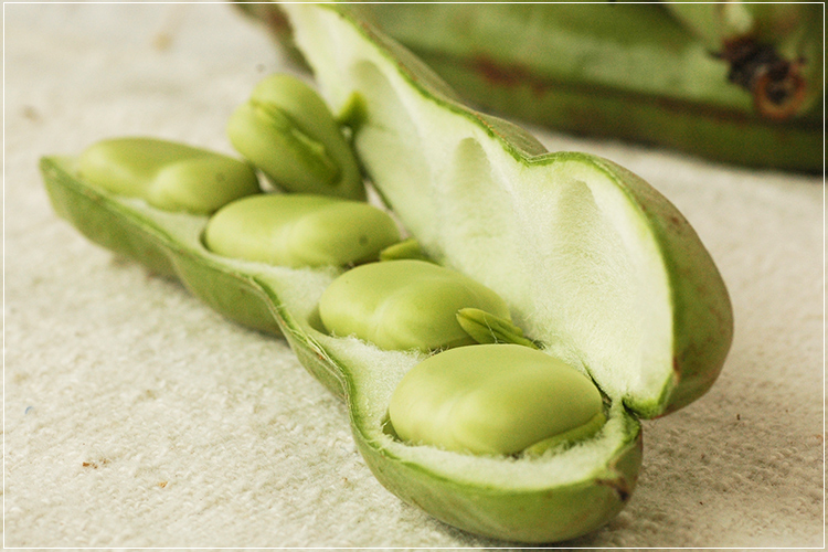 有機栽培] そらまめ (300g)《シーズン外商品》 の販売・通販 - 有機