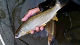 鮎】吉玉文彦（熊本県 八代市） | がまかつ