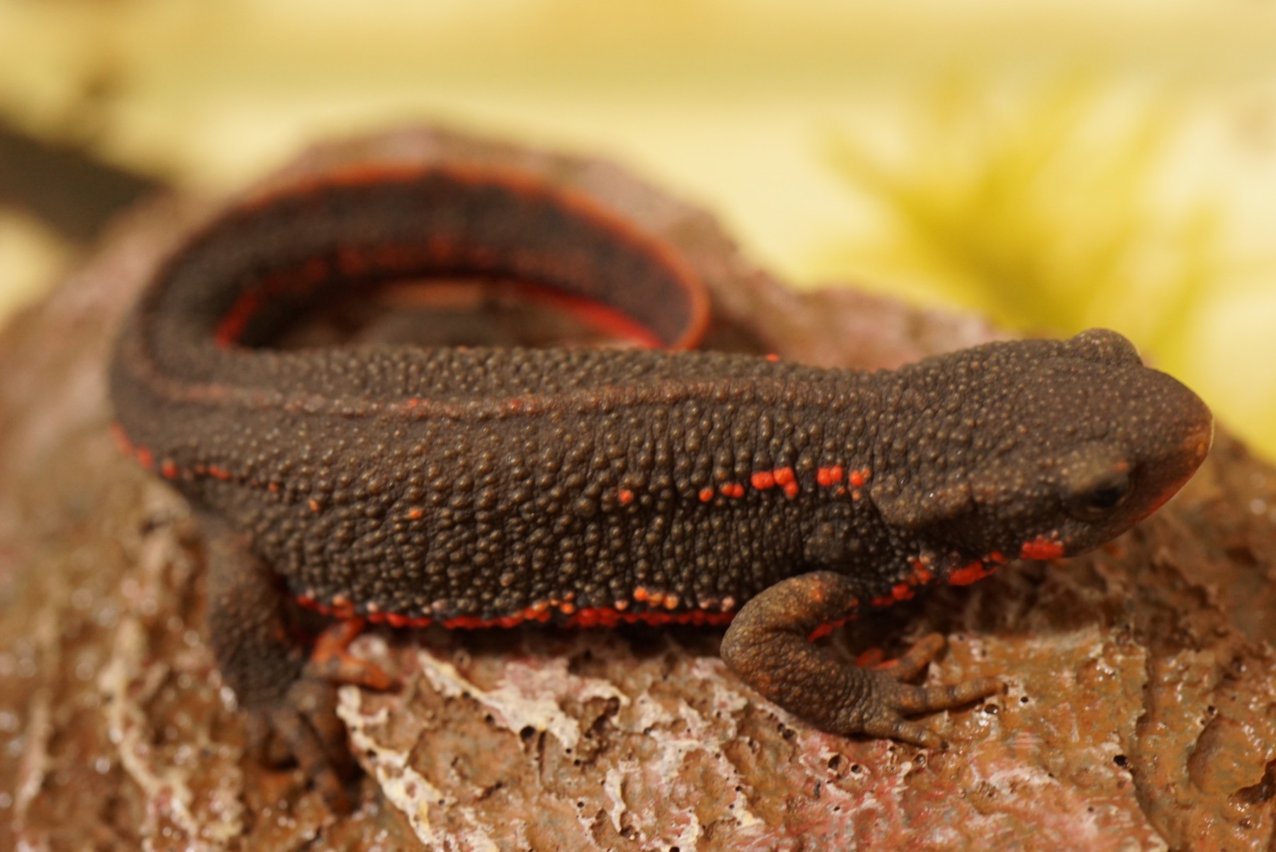 アカハライモリ – 男鹿水族館GAO