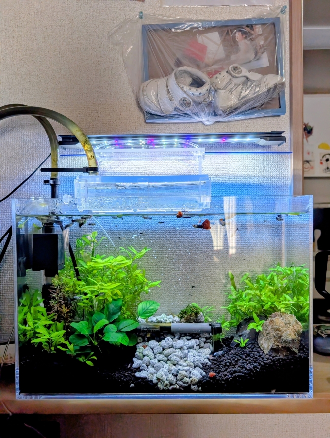 アクアリウム自慢 | 金魚・メダカ・熱帯魚用品のジェックス