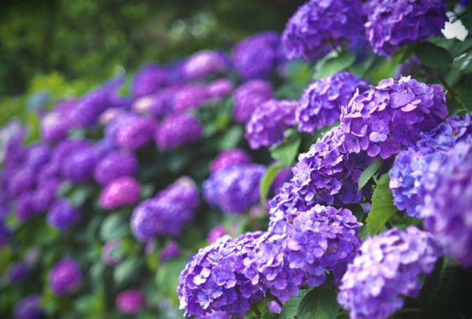 関西・おすすめ】淡路島のあじさいスポット4選をご紹介｜GFCマガジン