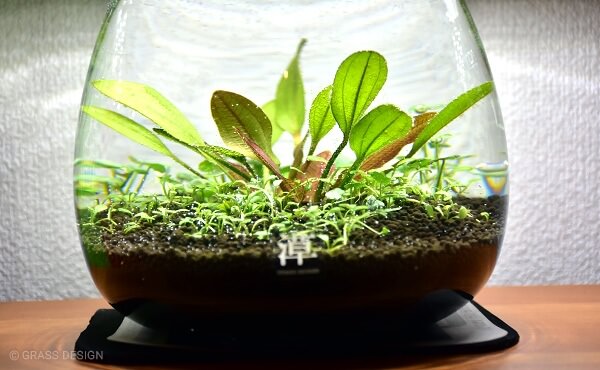プラントグラス オーバル割れる！あなたも要チェック | GRASS DESIGN