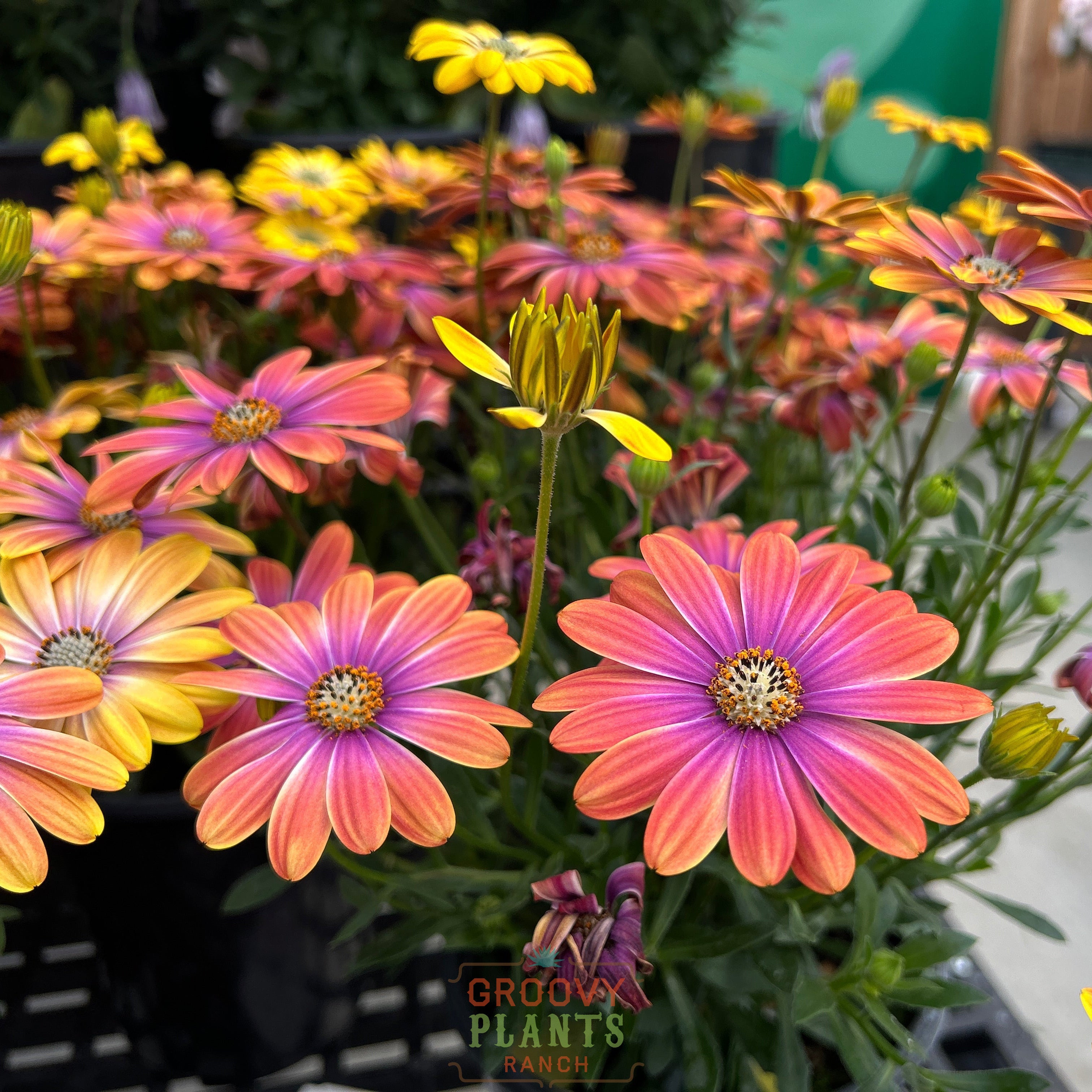 Dynamo Purple Sun Burst | Buy Annuals Online – The Groovy Plants