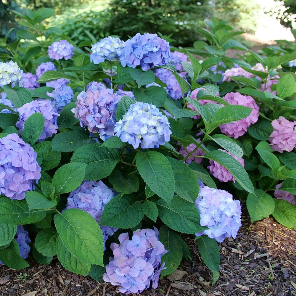 Let's Dance® Sky View Hydrangea Plants for Sale | GrowJoy