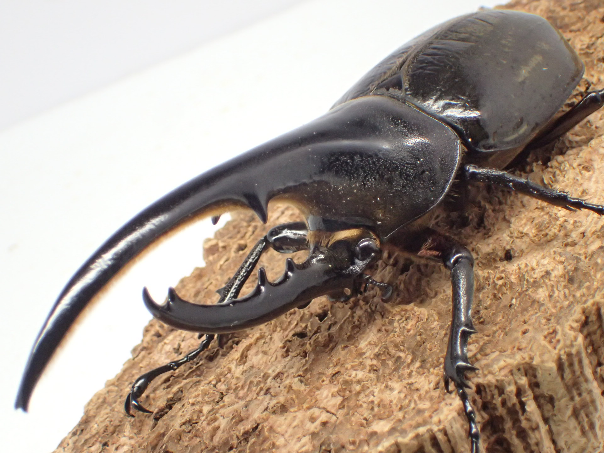 むしやどんぐり / ヘラクレスオオカブト原名亜種(ヘラクレス・ヘラクレス)