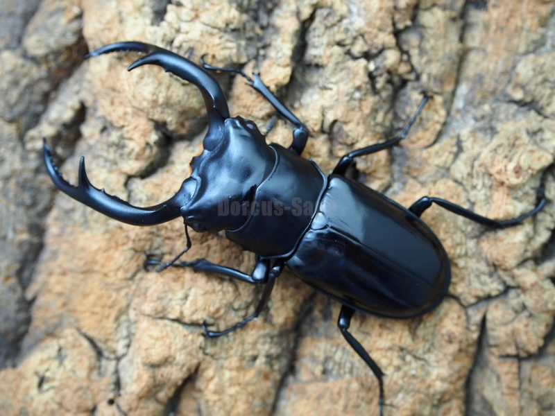 ウエストウッディカズミアエWILD♂78ミリペア | Dorcus-Saga