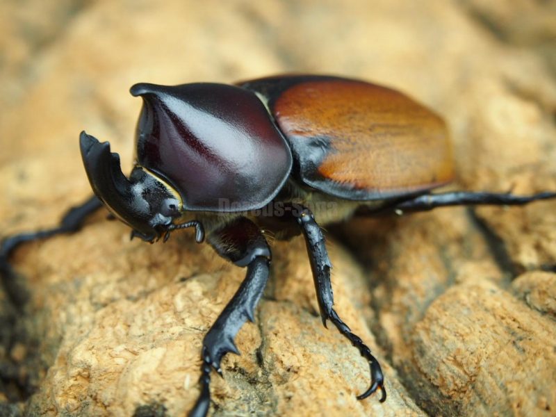 フンボルトヒナカブト(nero)WILD♂48ミリ♀36ミリペア | Dorcus-Saga