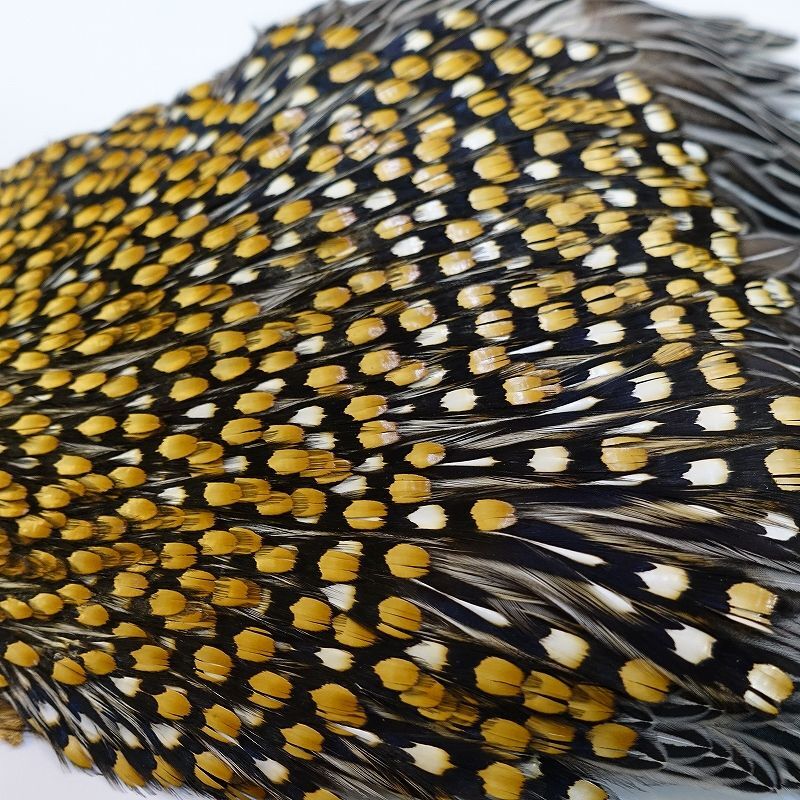 ジャングルコック AAA-1