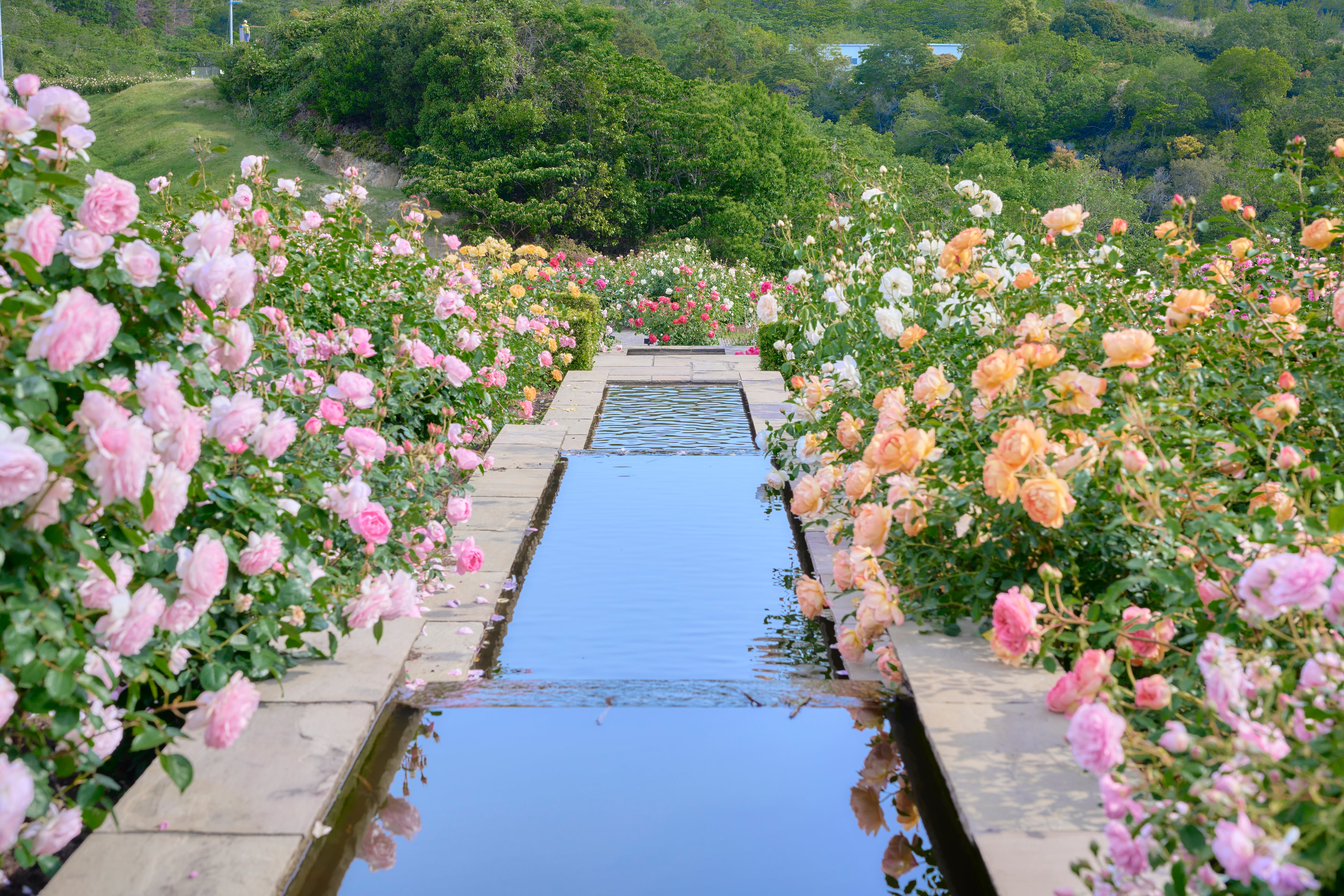 デビッド・オースチンのイングリッシュローズガーデンとプランツ