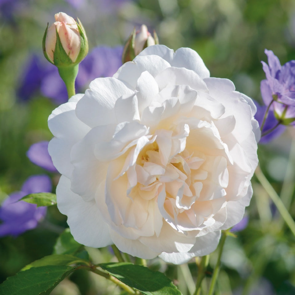 レッチフィールド・エンジェル 15L鉢苗 - Lichfield Angel Potted 15L