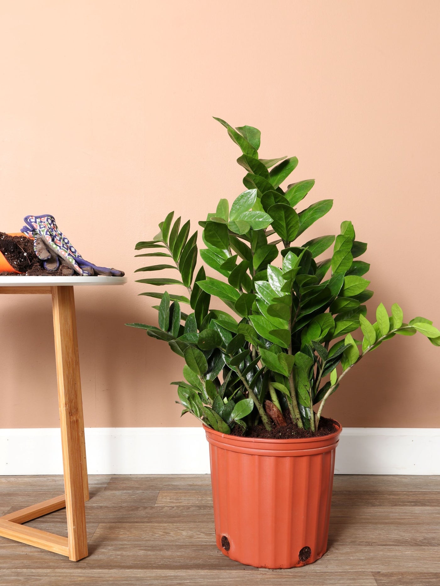 3-5 FT ZZ Plant- NYC, NJ, CT, Boston, Providence, Washington DC