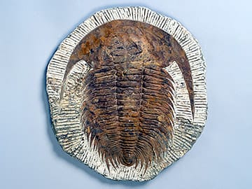 FPDM: 標本データベース - アカドパラドキシデスの一種