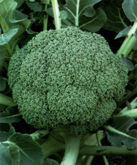 美緑410[ブロッコリー] - e-種や｜国内最大級の野菜種・花種・苗・農業