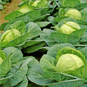 55ボール[キャベツ] - e-種や｜国内最大級の野菜種・花種・苗・農業