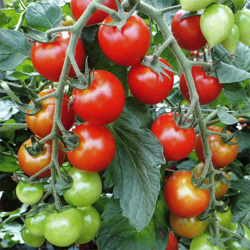 サンチェリー720(TSX-720)[ミニトマト] - e-種や｜国内最大級の野菜種