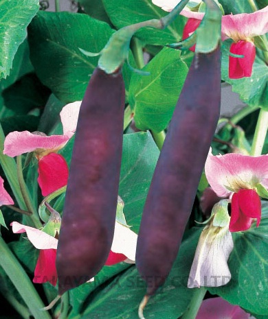 紫御膳(ツタンカーメンのエンドウ豆)[えんどう] - e-種や｜国内最大級