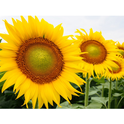 サンマリノ/NSデュカット[ひまわり 緑肥作物]※次回2026年3月頃入荷予定