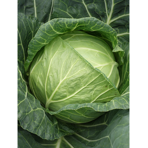 YR春楽（C-132）[キャベツ] - e-種や｜国内最大級の野菜種・花種